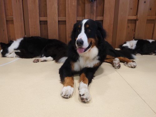 アドベンチャーワールドの魅力はパンダだけ じゃなかった 全然 魅力的なスポットを紹介 Nyumy Blog